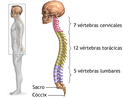 Lamina de la columna vertebral