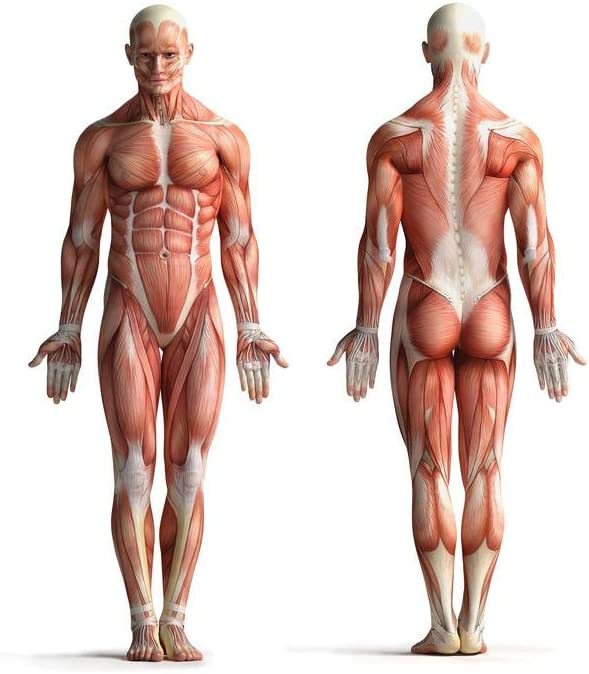 Posición anatómica vista de frente y de espaldas