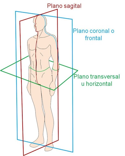 Planos del cuerpo, sagital, frontal y transversal